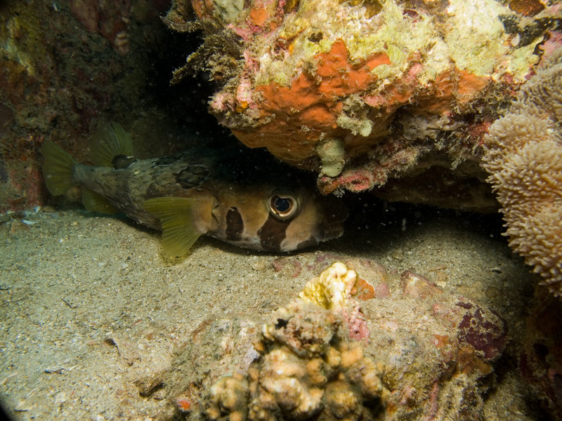 Puffer Fish